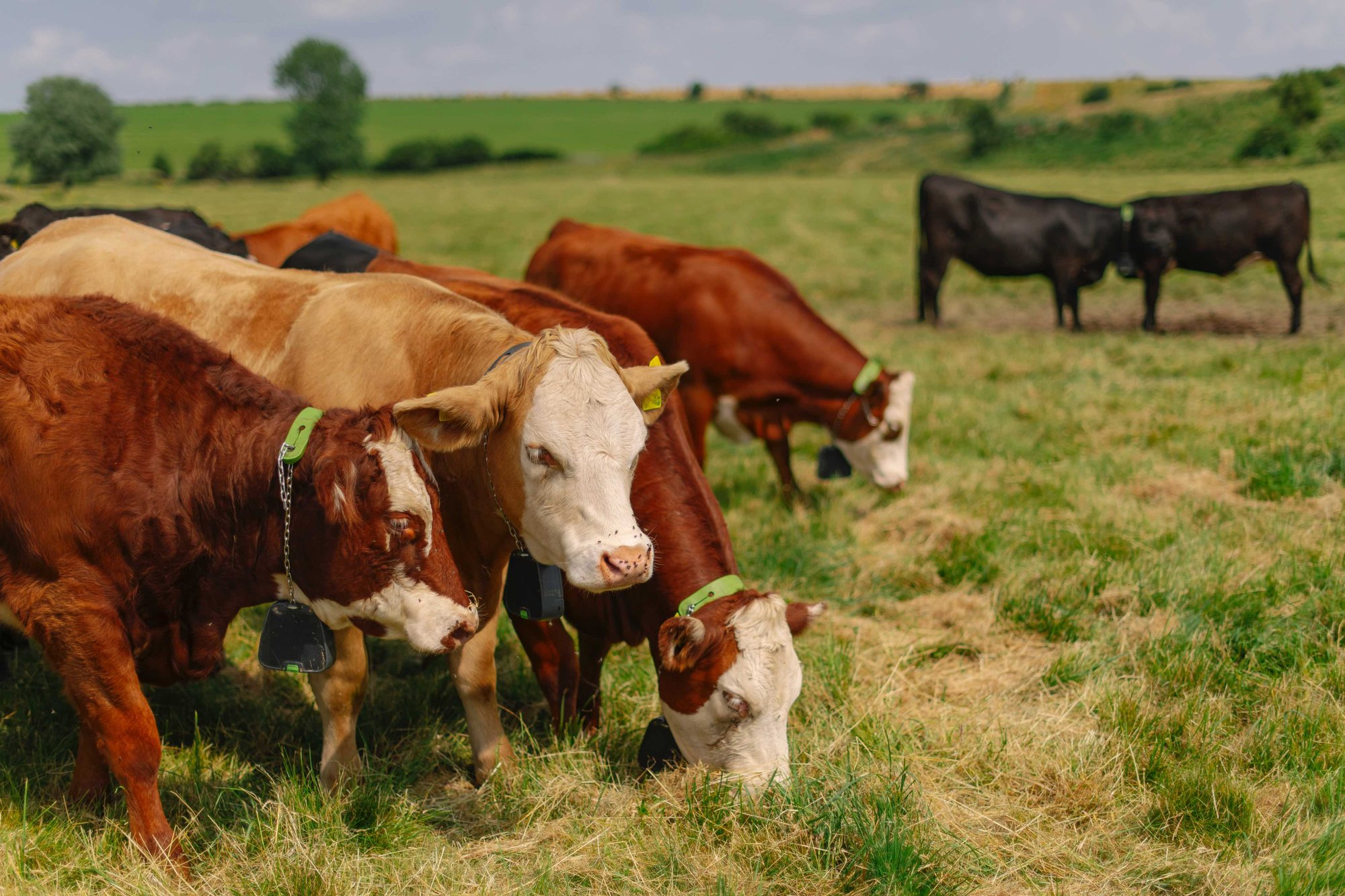 Nofence_5 year warranty_cattle