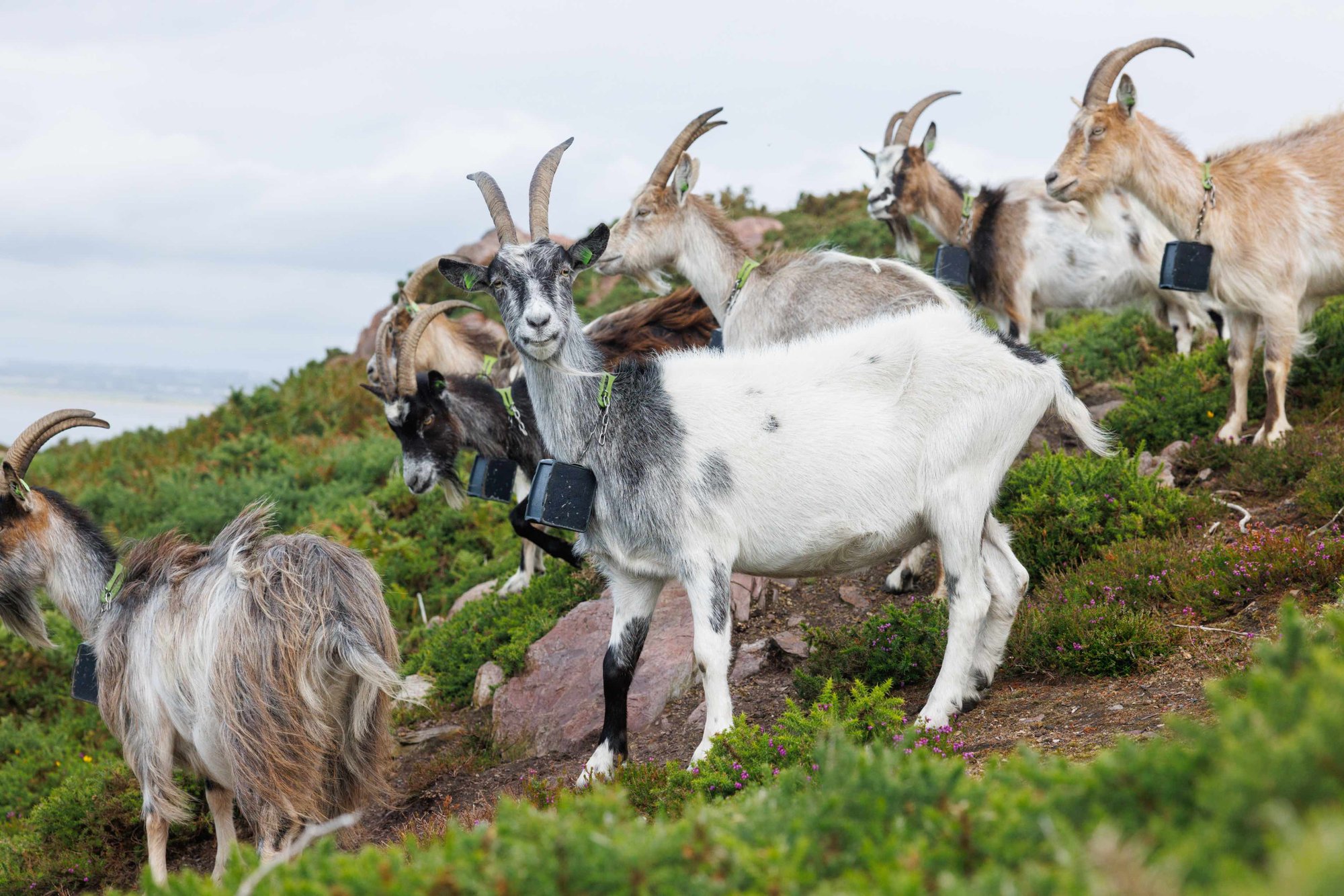 Nofence_Ireland_goats