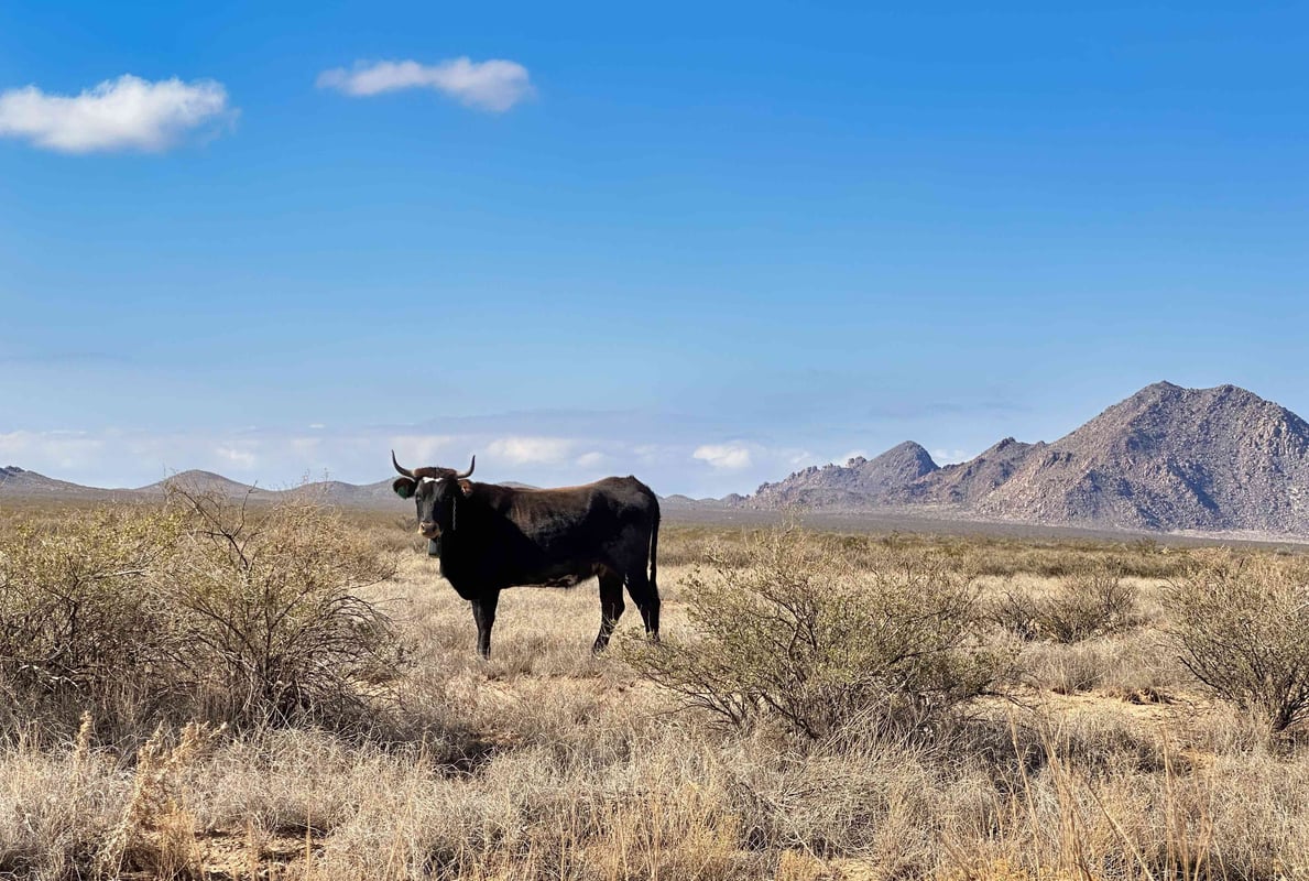 new_mexico_cow